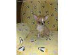 Chihuahua Puppy for sale in Locust Grove, OK, USA