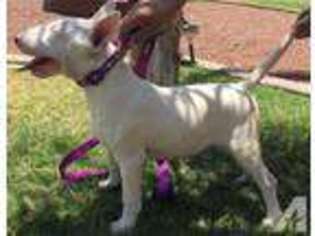 Bull Terrier Puppy for sale in BUCKEYE, AZ, USA