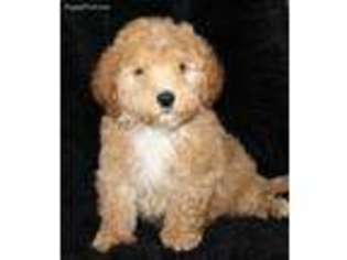 Goldendoodle Puppy for sale in Wheelersburg, OH, USA