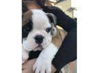 Olde English Bulldogge Puppy for sale in Maple Valley, WA, USA
