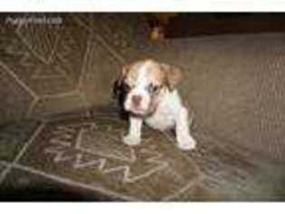 Medium Photo #1 Bulldog Puppy For Sale in Fort Worth, TX, USA