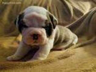 Olde English Bulldogge Puppy for sale in Jackson, MN, USA