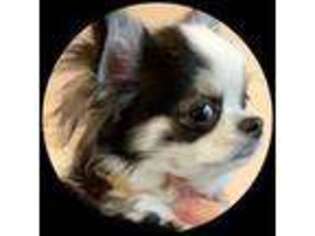 Chihuahua Puppy for sale in Glen Cove, NY, USA
