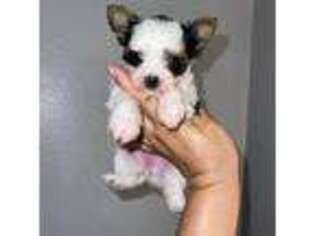 Yorkshire Terrier Puppy for sale in Cedar Creek, TX, USA
