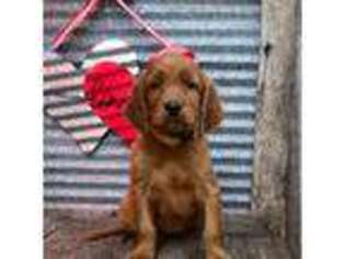 Irish Setter Puppy for sale in Harrison, AR, USA