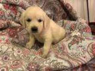 Labrador Retriever Puppy for sale in BETHLEHEM, CT, USA