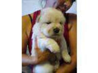Chow Chow Puppy for sale in Melbourne, FL, USA