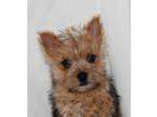 Norwich Terrier Puppy for sale in Peace Valley, MO, USA