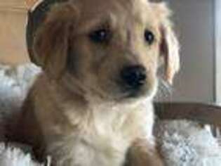 Golden Retriever Puppy for sale in Converse, IN, USA