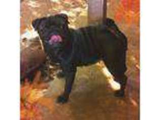 Pug Puppy for sale in Eugene, OR, USA