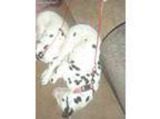 Dalmatian Puppy for sale in Lakewood, CO, USA