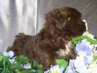 Havanese Puppy for sale in UVALDE, TX, USA