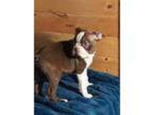 Boston Terrier Puppy for sale in Jasonville, IN, USA