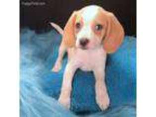 Beagle Puppy for sale in Bedford, IN, USA