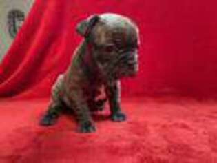 French Bulldog Puppy for sale in Baxter Springs, KS, USA