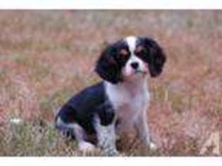 Cavalier King Charles Spaniel Puppy for sale in LAKE STEVENS, WA, USA