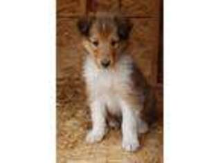Collie Puppy for sale in Longville, MN, USA