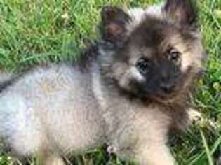 Keeshond Puppy for sale in Seattle, WA, USA