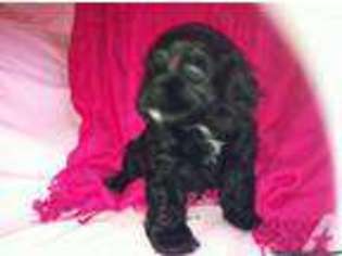 Mutt Puppy for sale in TRYON, OK, USA
