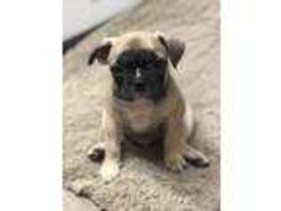 French Bulldog Puppy for sale in Paris, TN, USA