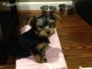 Yorkshire Terrier Puppy for sale in York Haven, PA, USA