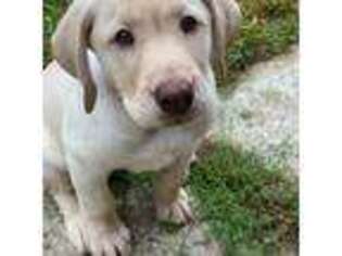 Labrador Retriever Puppy for sale in Jewett City, CT, USA