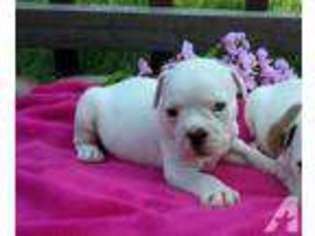 Olde English Bulldogge Puppy for sale in PAXTONVILLE, PA, USA