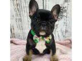 French Bulldog Puppy for sale in Cherryvale, KS, USA