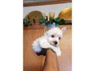 Yorkshire Terrier Puppy for sale in Austin, TX, USA