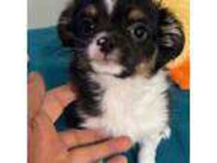 Chihuahua Puppy for sale in Wittmann, AZ, USA