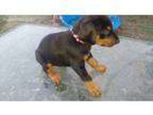 Doberman Pinscher Puppy for sale in Lexington, NE, USA