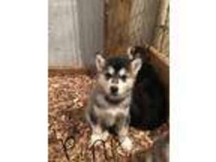 Alaskan Malamute Puppy for sale in Ottawa, OH, USA