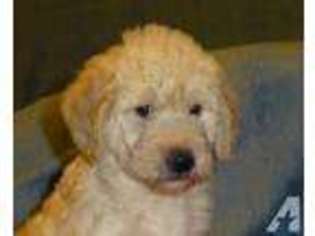 Labradoodle Puppy for sale in SNOW CAMP, NC, USA