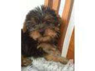 Yorkshire Terrier Puppy for sale in SOUTH LAKE TAHOE, CA, USA