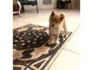 Shiba Inu Puppy for sale in San Diego, CA, USA