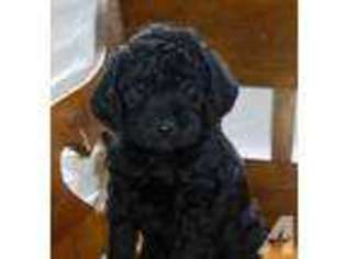 Labradoodle Puppy for sale in SNOW CAMP, NC, USA