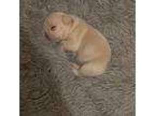 French Bulldog Puppy for sale in Cleveland, OH, USA