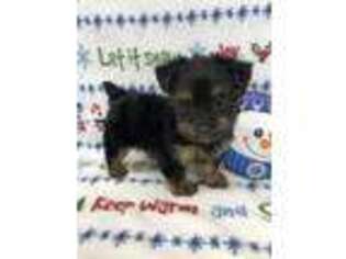 Yorkshire Terrier Puppy for sale in Sycamore, GA, USA