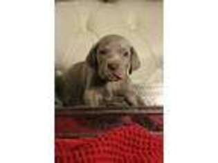 Weimaraner Puppy for sale in Buford, GA, USA