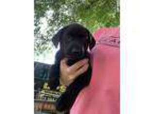 Labrador Retriever Puppy for sale in Indiantown, FL, USA