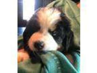 Bernese Mountain Dog Puppy for sale in Anna, TX, USA