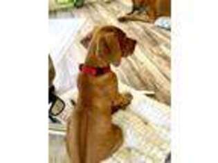 Rhodesian Ridgeback Puppy for sale in Mount Dora, FL, USA