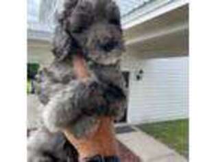 Saint Berdoodle Puppy for sale in Parrish, FL, USA