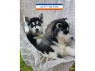 Siberian Husky Puppy for sale in Mount Angel, OR, USA
