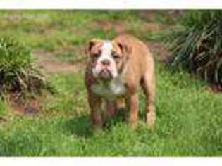 Olde English Bulldogge Puppy for sale in Columbia, SC, USA