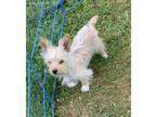 Yorkshire Terrier Puppy for sale in Bulls Gap, TN, USA