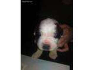 Saint Bernard Puppy for sale in Cherry Tree, PA, USA