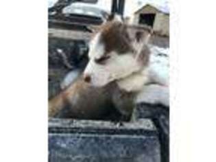 Siberian Husky Puppy for sale in Mount Pleasant, UT, USA