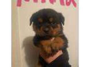 Rottweiler Puppy for sale in Newman, IL, USA
