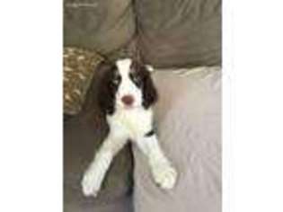 English Springer Spaniel Puppy for sale in Palmdale, CA, USA